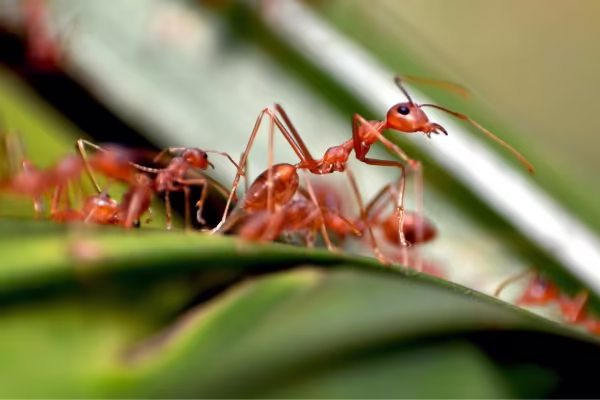 Fire Ants