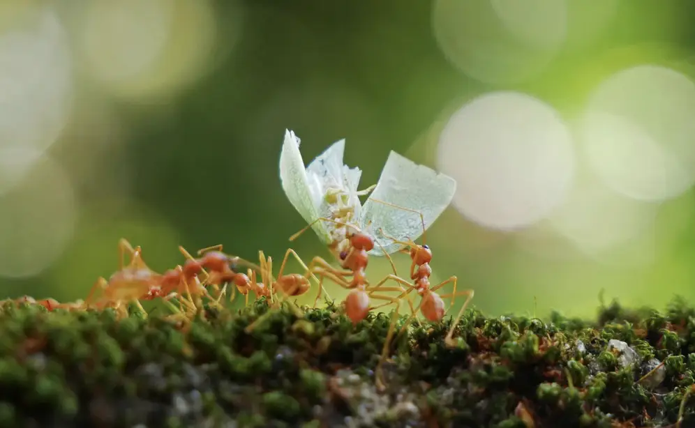 Pavement Ant Control in Ladner, BC