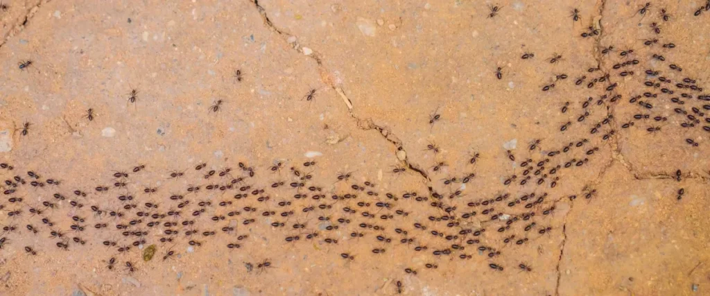 Pavement Ant Control in Langley, BC