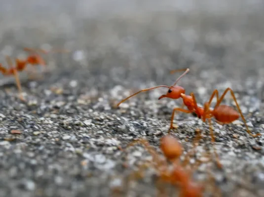 Pavement Ant in Abbotsford, BC