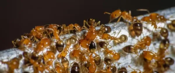 Pharaoh Ant Control in Chilliwack, BC