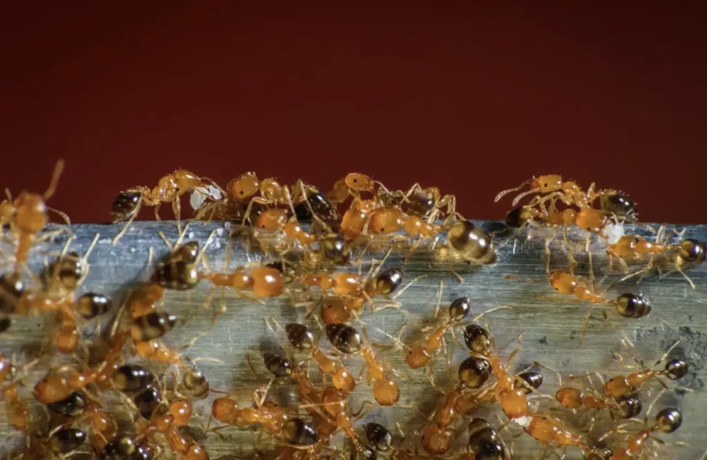 Pharaoh Ant Control in Ladner, BC