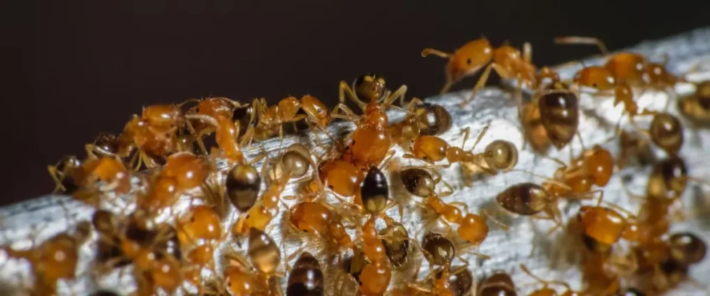 Pharaoh Ants in Burnaby, BC