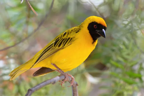 Professional Bird Control in Aldergrove, BC