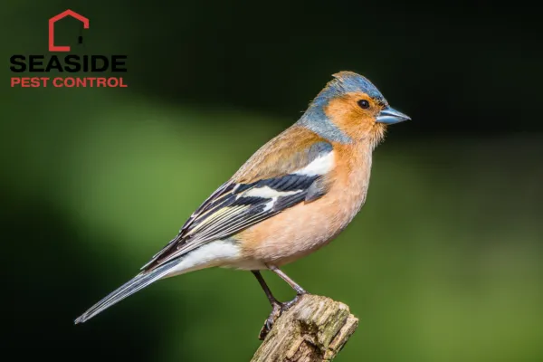 Professional Bird Control in Coquitlam, BC