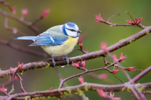 Professional Bird Control in Langley, BC
