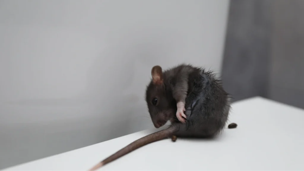 Rodent Activity in Maple Ridge