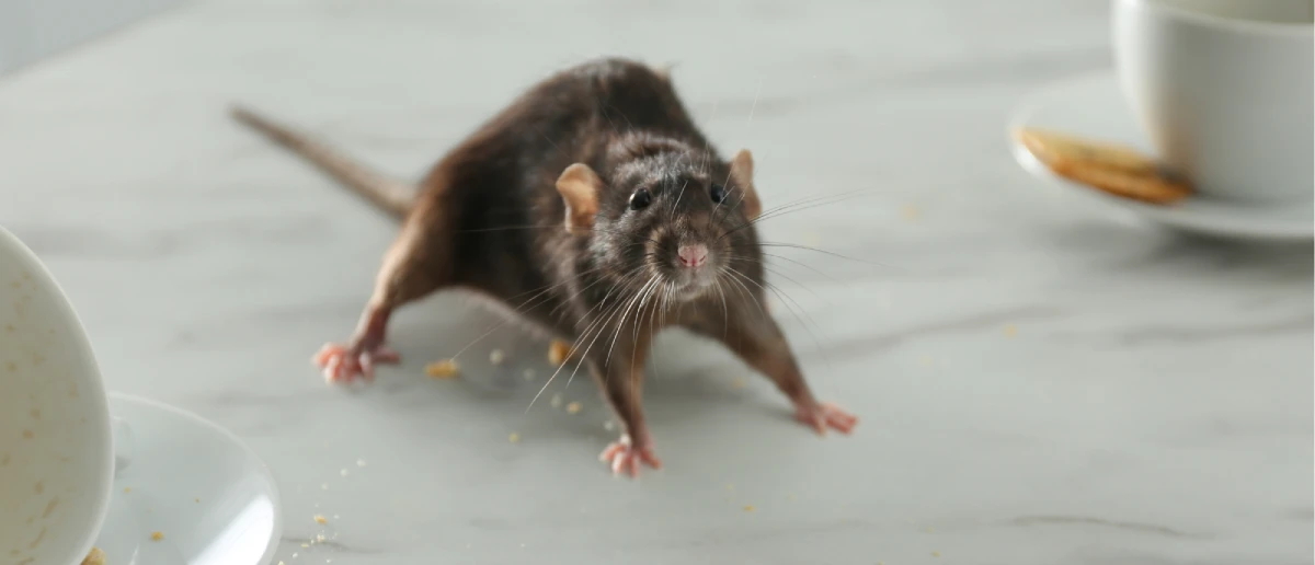 Rodent Control Aldergrove, BC