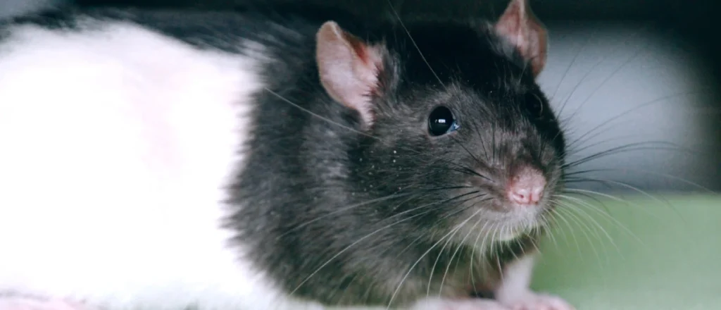 Rodent Control Burnaby, BC