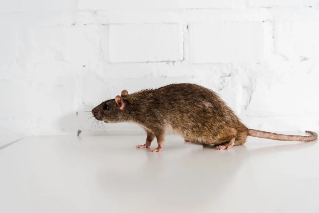 Rodent Control Ladner, BC