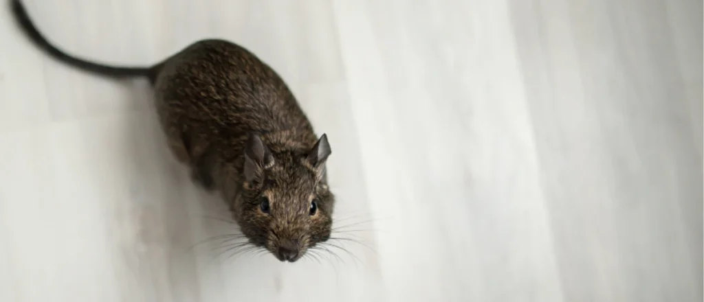 Rodent Control Ladner BC