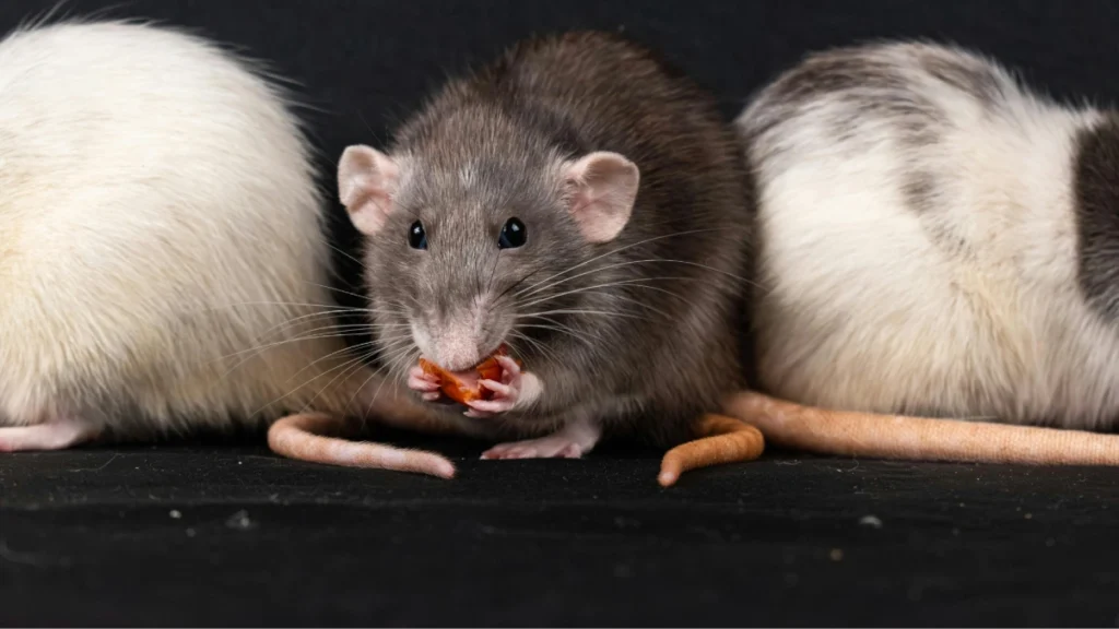 Signs of Rodent Activity in Port Moody