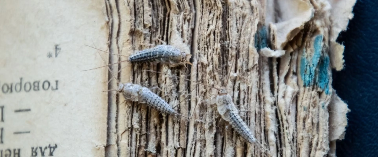 Silverfish-Control-Services