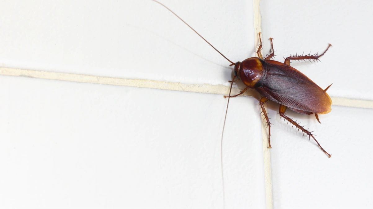 Surrey, BC Cockroach Control Services