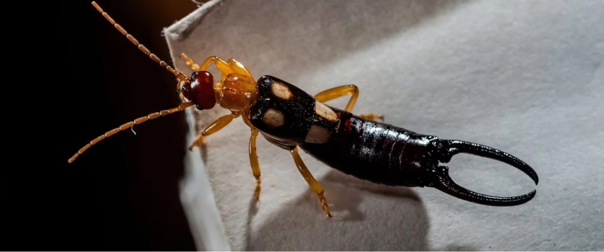 Earwig Control Service