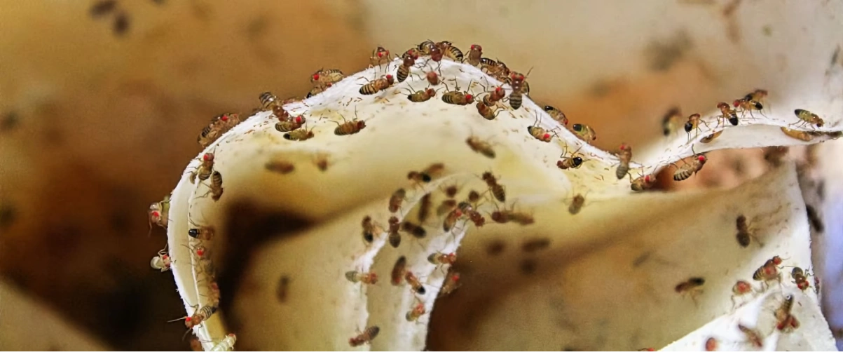 Fruit Fly Control