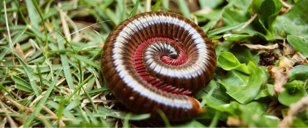 Millipede Control Service