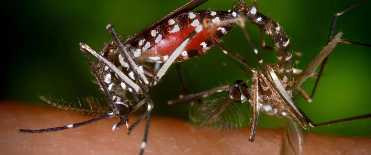 Mosquito Control Service