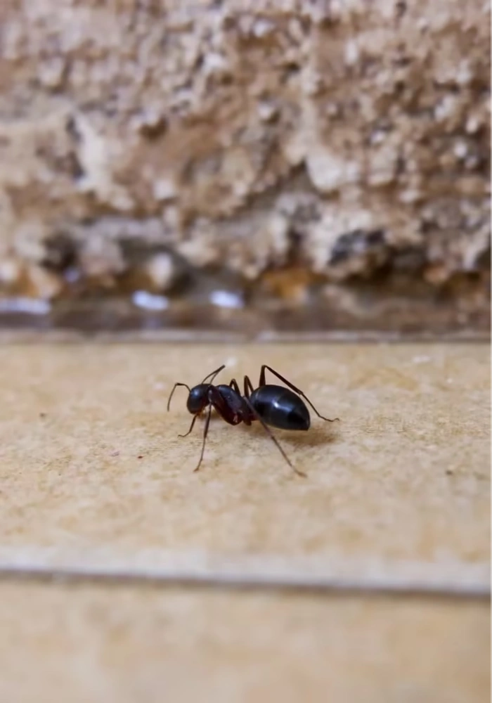 Pavement Ant Removal Service