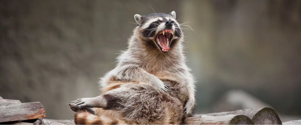 Raccoon Removal Service