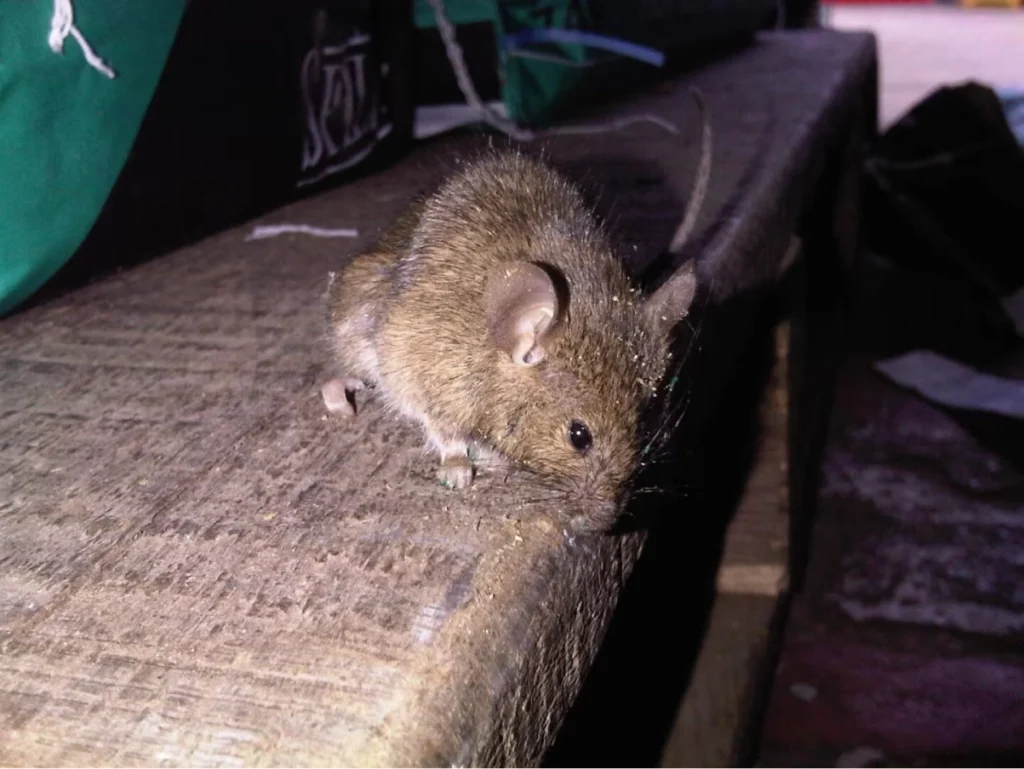 Langley Rodent control