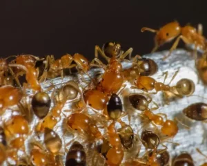 Pharaoh Ant Control in Langley, BC