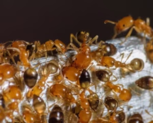 ant control Aldergrove BC