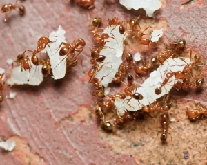 pharaoh ant control Maple Ridge, BC