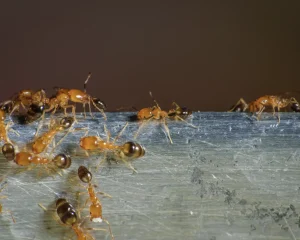 pharaoh ant control Pitt Meadows BC