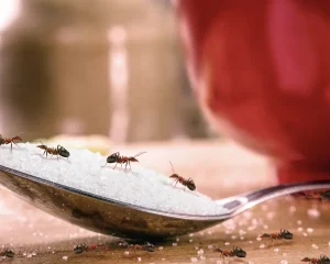 pharaoh ant control Port Coquitlam BC