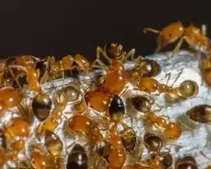 pharaoh ant control in Delta BC pharaoh ant control in Delta BC
